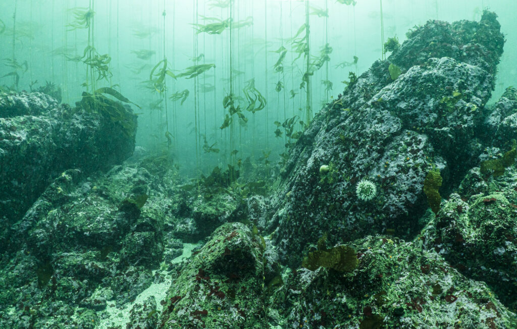 An underwater forest in Monterey Bay