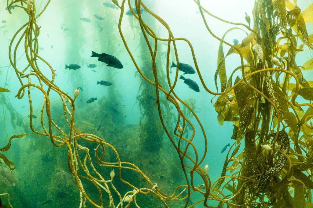 Fish are abundant in Monterey Bay's kelp forests
