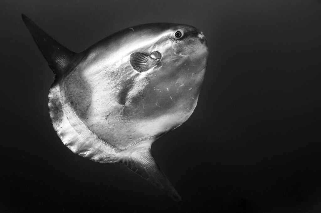 A giant sunfish (mola mola) in Monterey Bay
