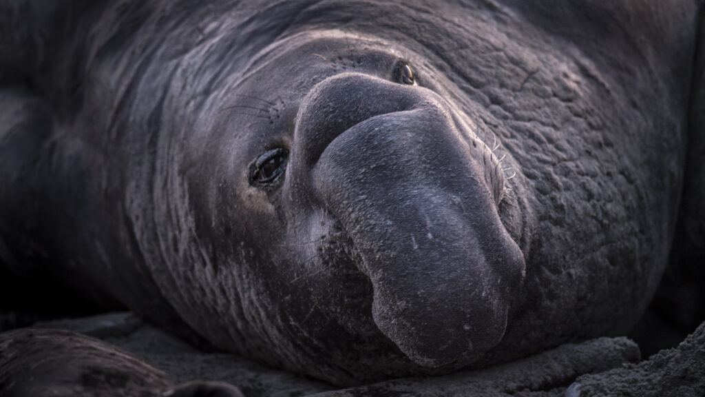 Thousands of elephant seals come to Ano Neuvo beach every year