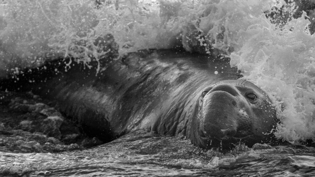 An elephant seal lands on Ano Neuvo beach