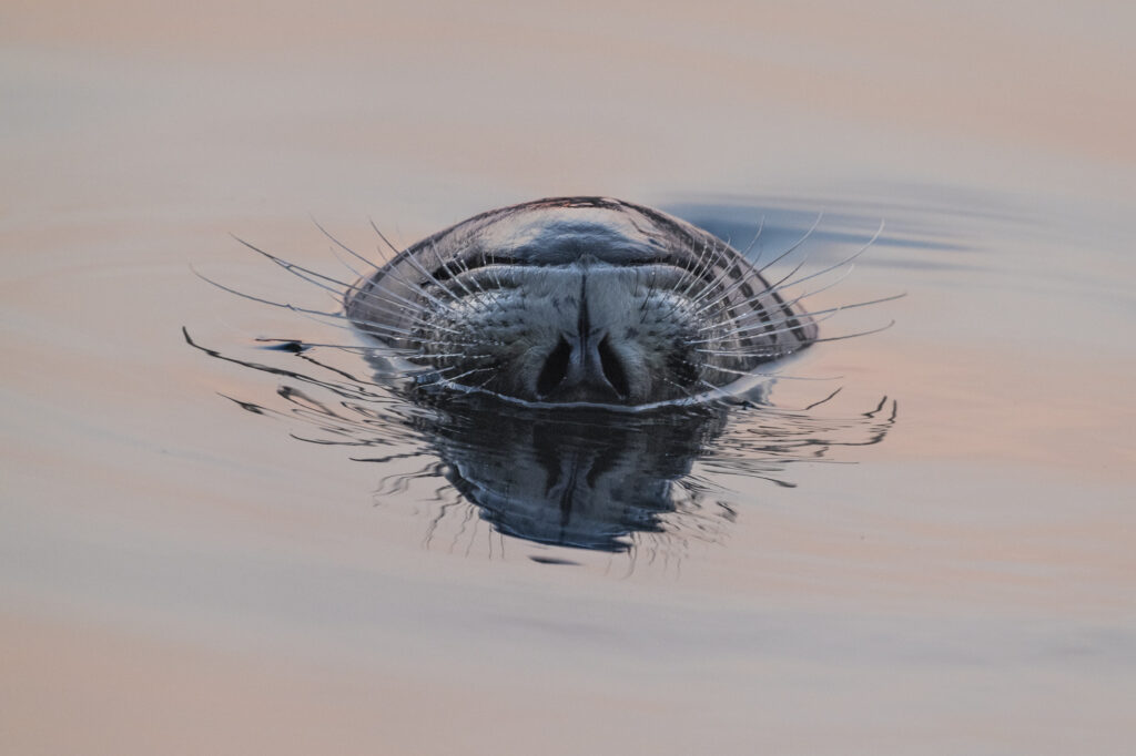 A harbor seal plays in the evening light in Monterey Bay