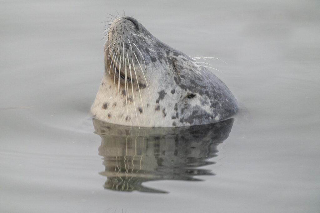 A harbor seal plays in the evening light in Monterey Bay