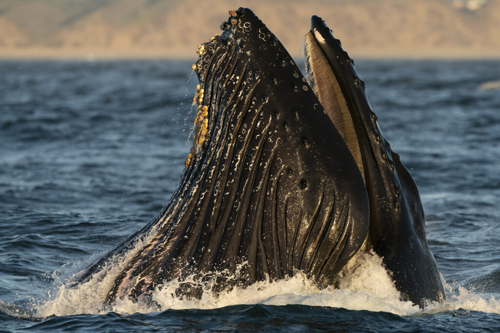A humpback whale lunge feeds in Monterey Bay