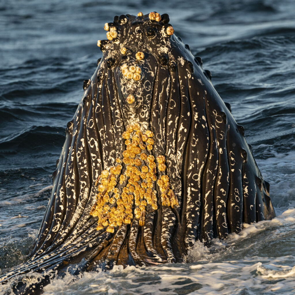 A humpback whale lunge feeds in Monterey Bay