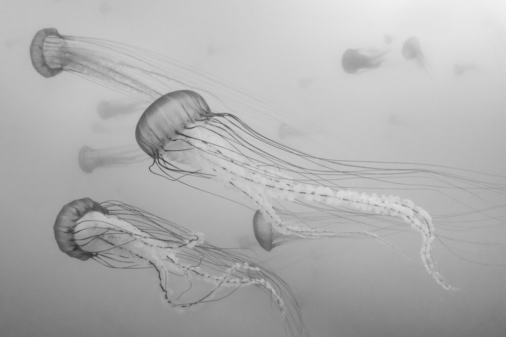 "Sea Nettle" jellyfish in Monterey Bay