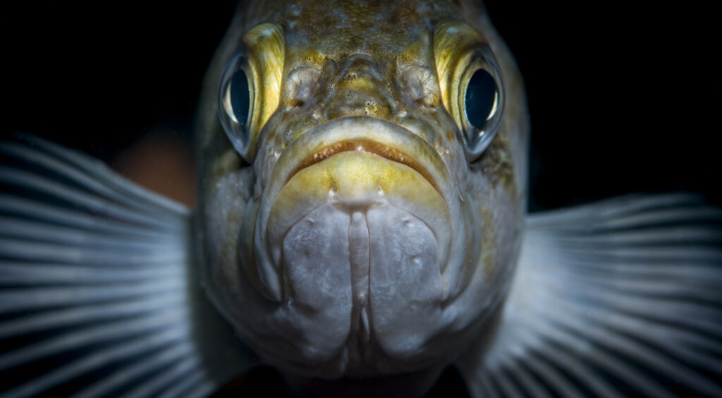 A curious rock fish in Monterey Bay
