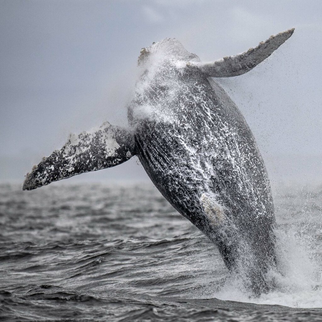 A humpback whale breaches in Monterey Bay