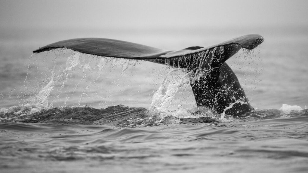 A humpback whale dives in Monterey Bay