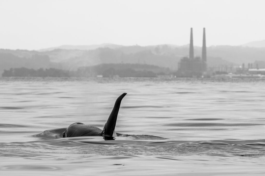 An orca swims towards Moss Landing in Monterey Bay
