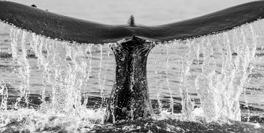 A humpback whale dives in Monterey Bay