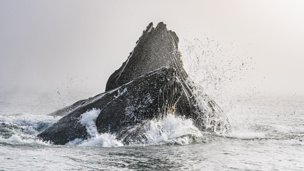 Two humpbacks whale lunge feed in Monterey Bay
