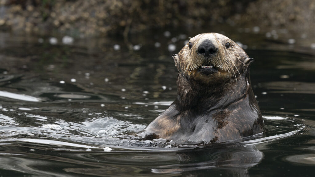 A sea otter poses for the camera in Monterey Bay