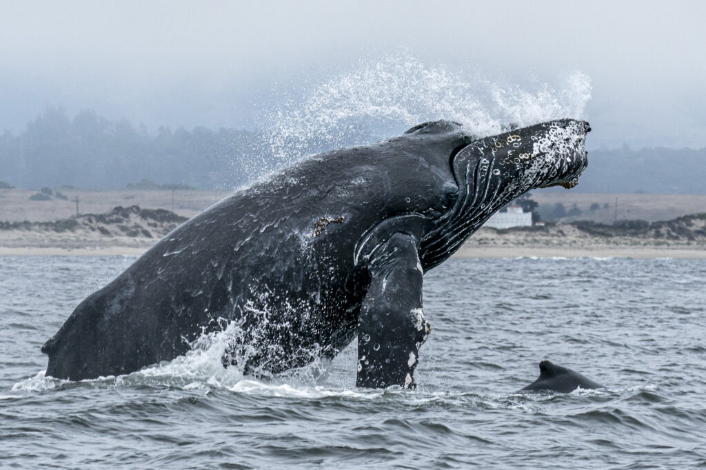 A humpback whale breaches in Monterey Bay