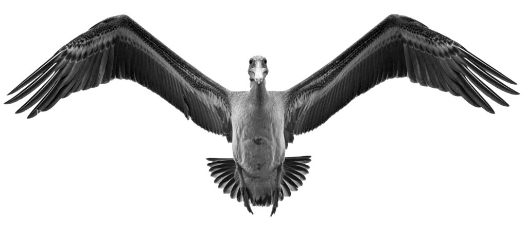A pelican comes in to land on Monterey Bay