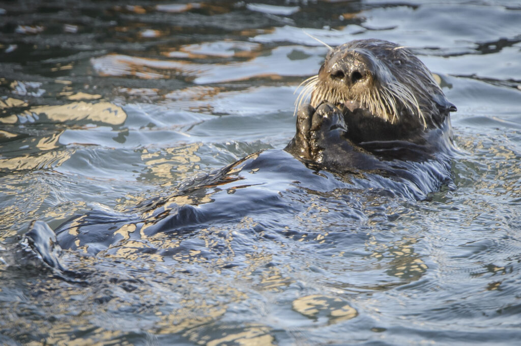 An otter basks in the evening light in Monterey Bay