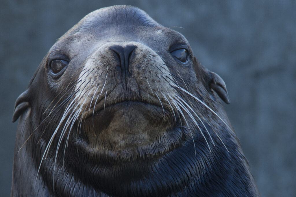 Face to face with a California sea lion in Monterey Bay
