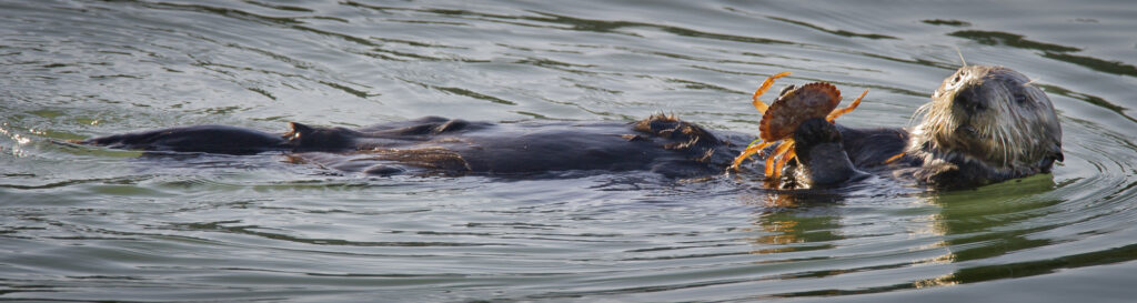 A sea otter catches a crab for a snack in Monterey Bay