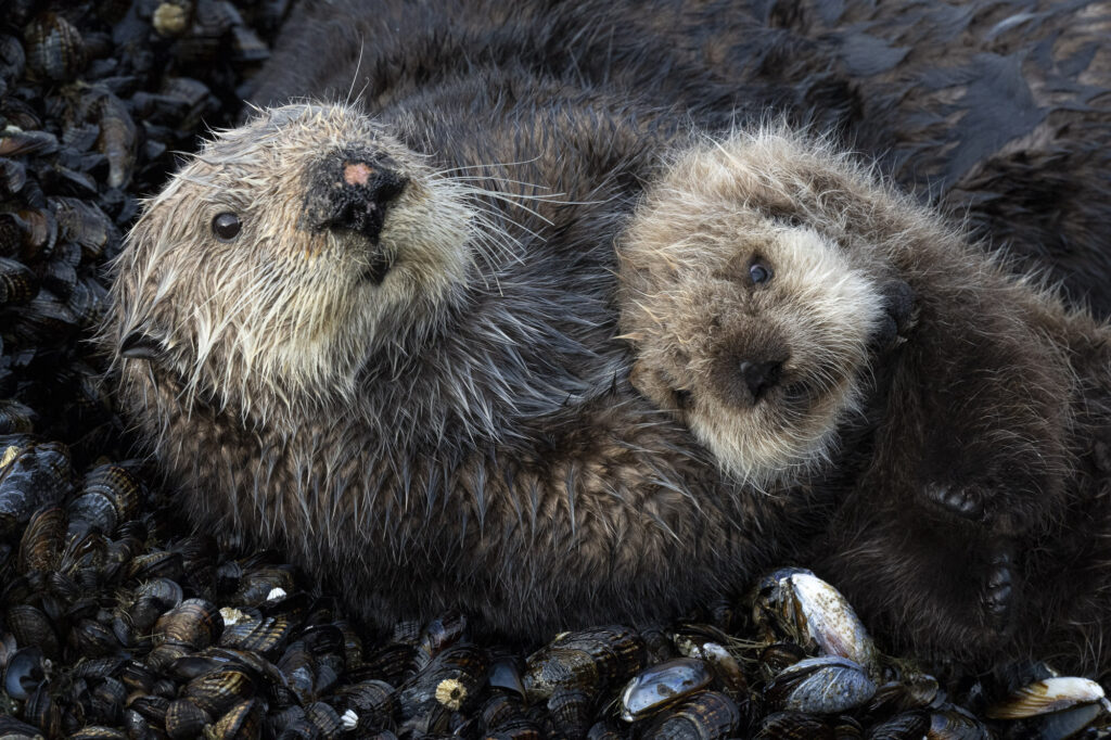 A sea otter mother and pup in Monterey Bay