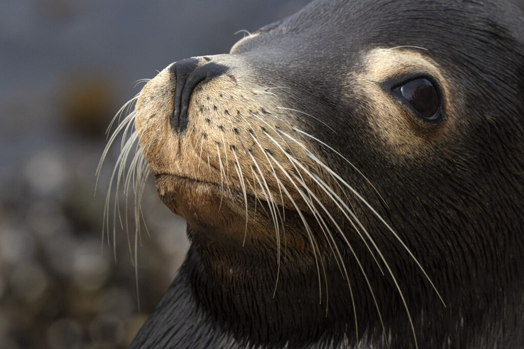 A young California sea lion in Monterey Bay