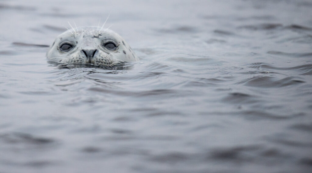 A harbor seal pokes it's head up in Monterey Bay