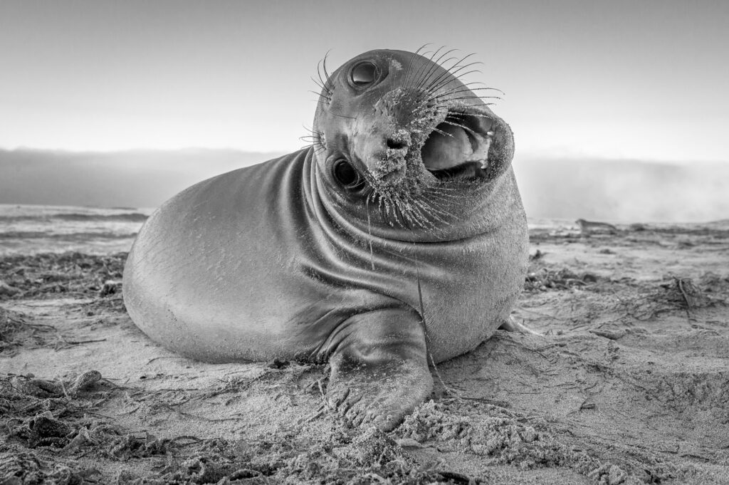 A young elephant seal on Ano Neuvo beach