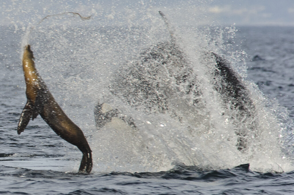 An orca kills a California sea lion in Monterey Bay