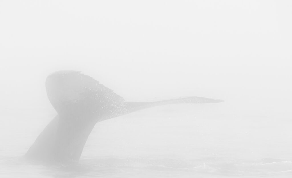 A humpback whale slips below the waves in a foggy Monterey Bay