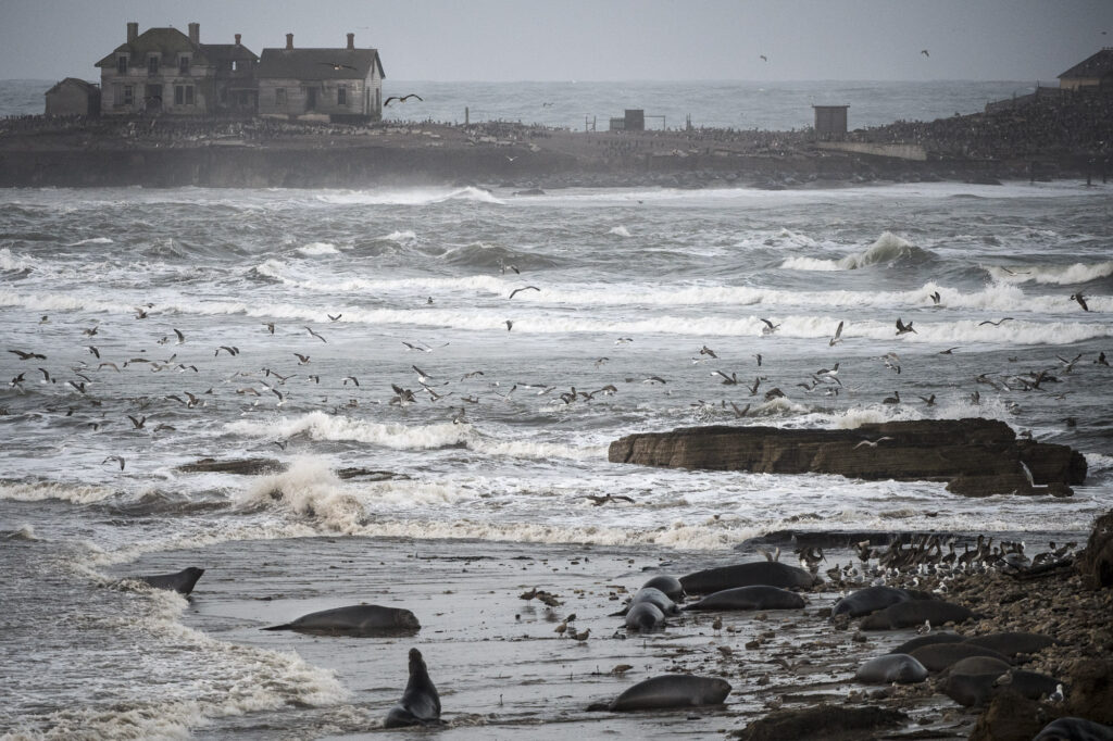 Thousands of elephant seals come to Ano Neuvo beach every year