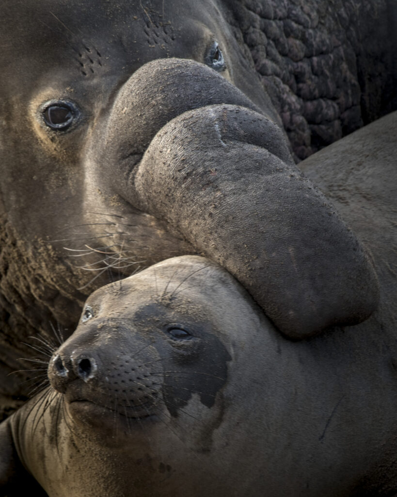 Thousands of elephant seals come to Ano Neuvo beach every year