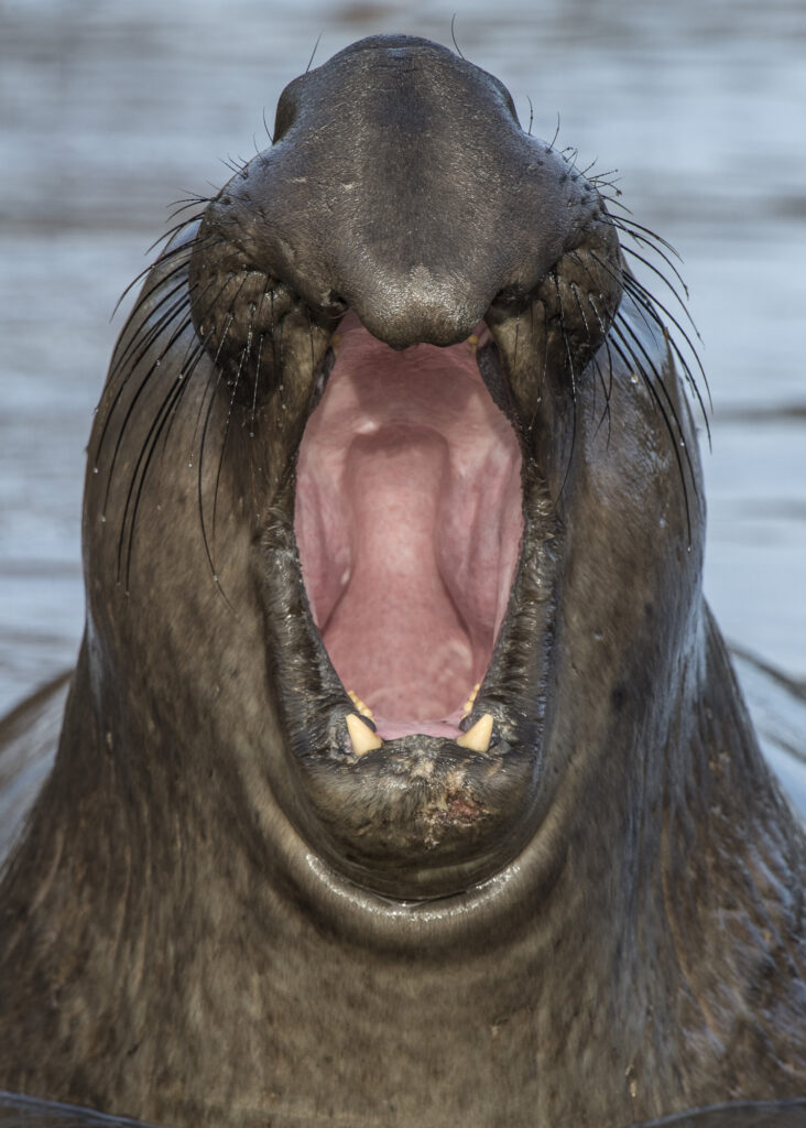 Thousands of elephant seals come to Ano Neuvo beach every year