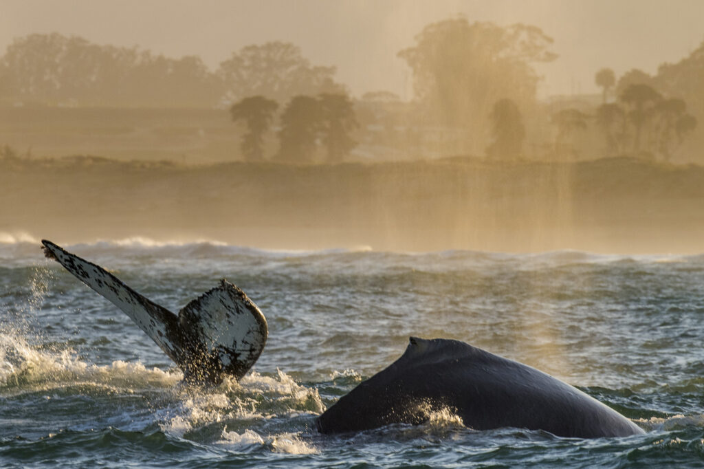 Humpback whales dive in the evening light in Monterey Bay