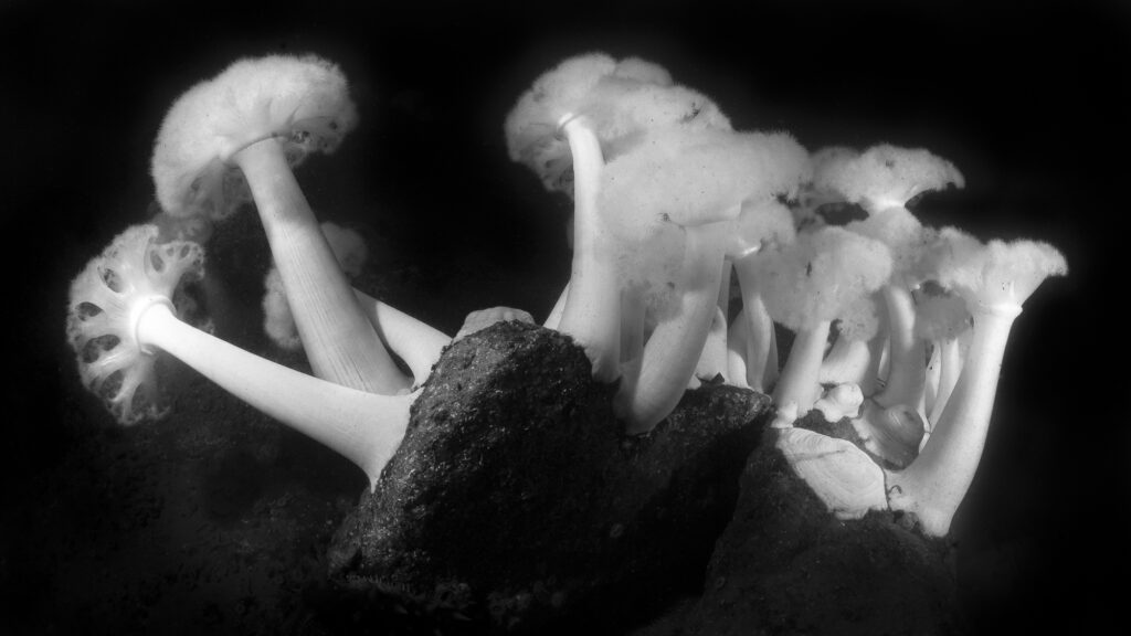 Meridian (plumose anemone) in Monterey Bay
