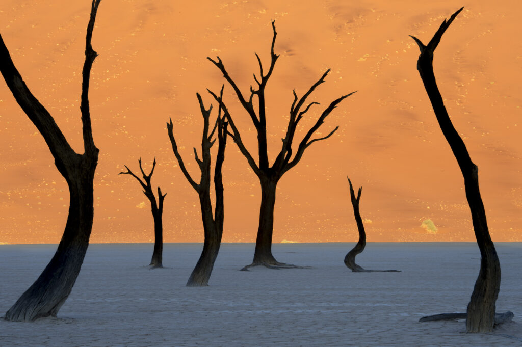 Ancient dead trees set against a sand dune in Namibia's Dead Vlei