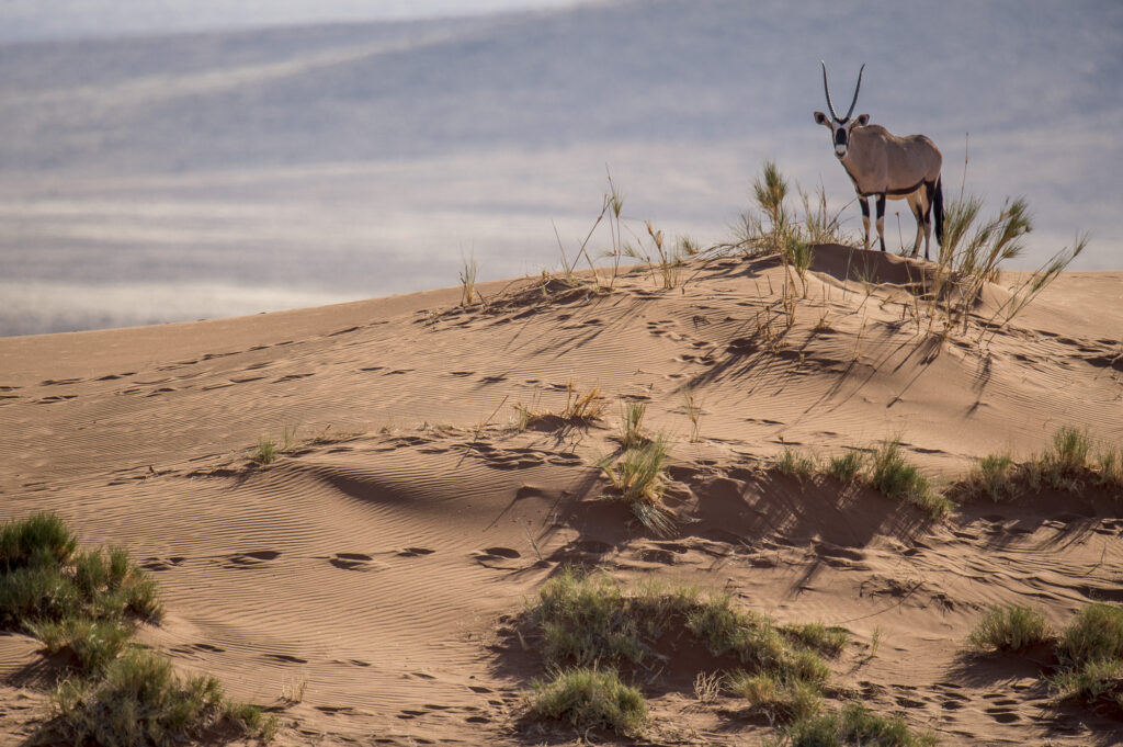 Oryx on dunes in Namib Desert