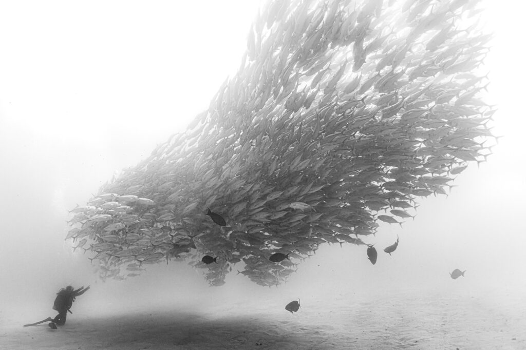 A school of big-eyed Jacks in Cabo Pulmo reserve in Mexico.