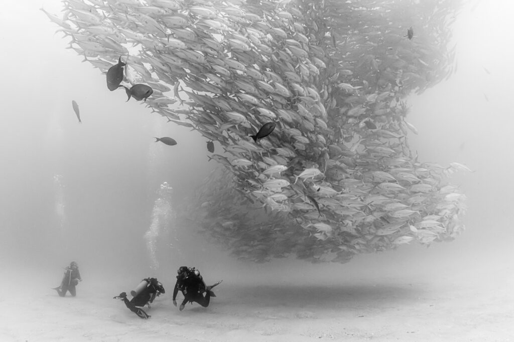 Three divers watch a "tornado" of big-eyed Jacks in Cabo Pulmo reserve in Mexico.