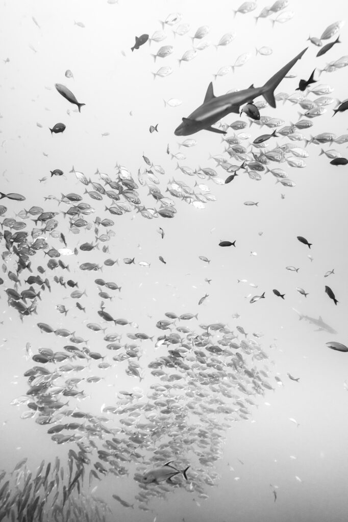 A shark follows a school of fishin the Revillagigedo Islands, a Mexican possession lying 600 kilometres (370 mi) off the country's western coast.