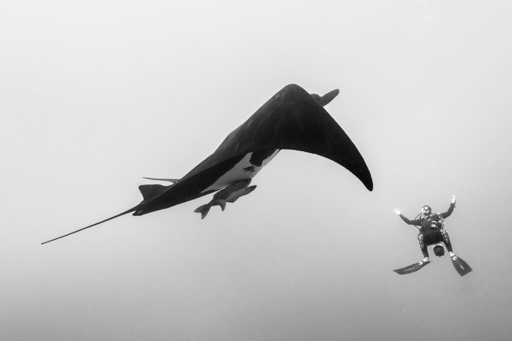 A diver swims with a giant manta ray in the Revillagigedo Islands, a Mexican possession lying 600 kilometres (370 mi) off the country's western coast.