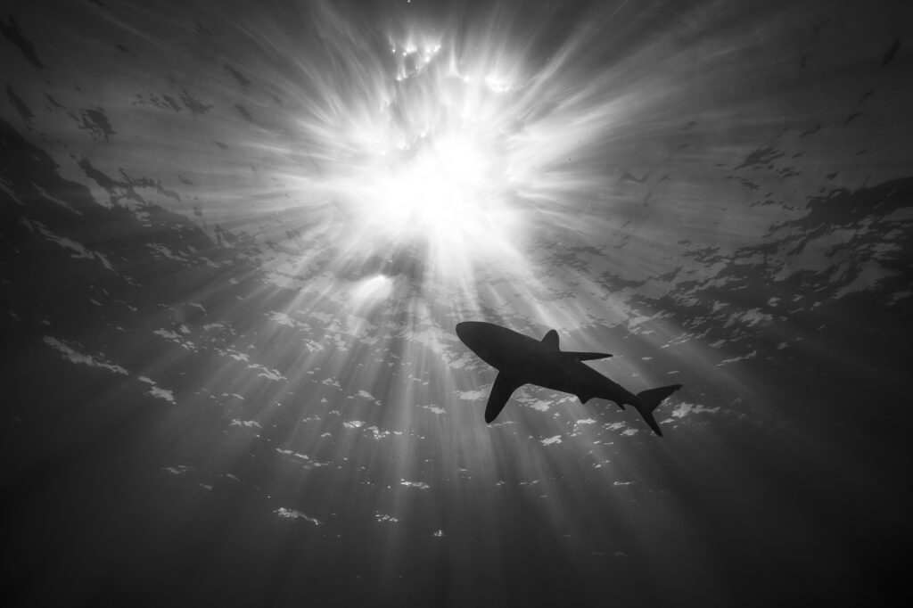 A shark swims just below the surface in the Revillagigedo Islands, a Mexican possession lying 600 kilometres (370 mi) off the country's western coast.
