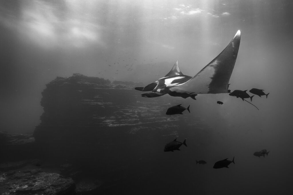 A giant manta ray in the Revillagigedo Islands, a Mexican possession lying 600 kilometres (370 mi) off the country's western coast.