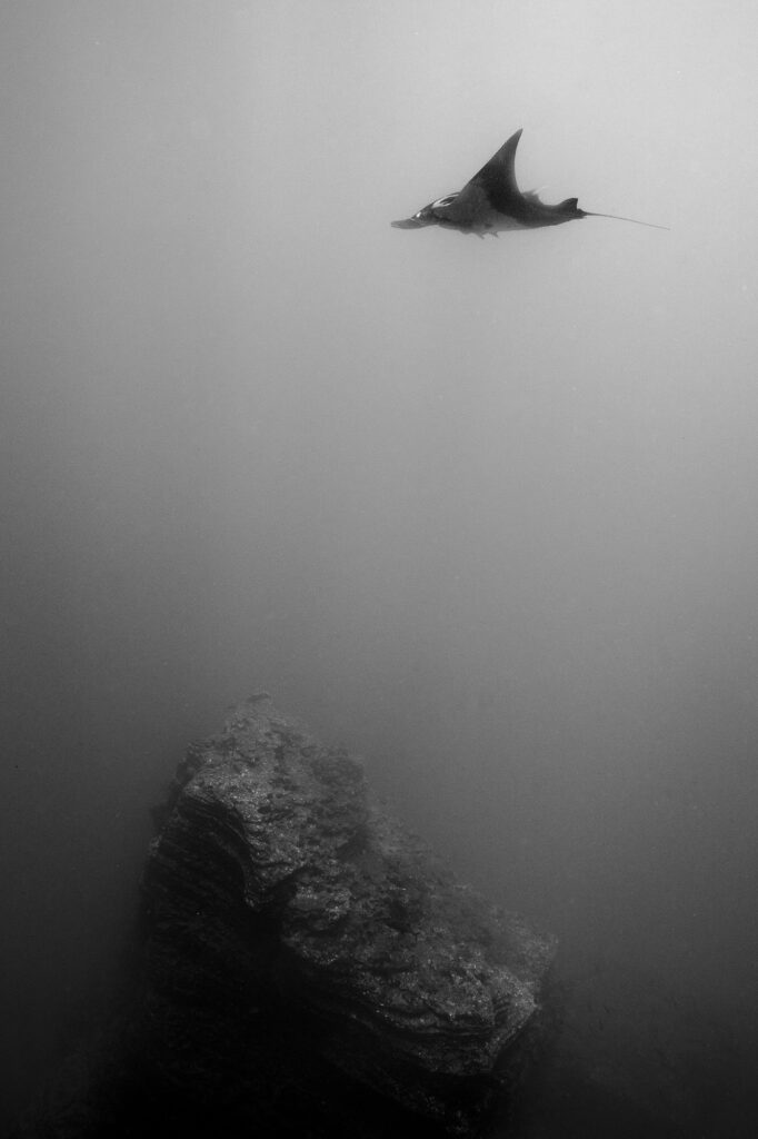 A giant manta ray in the Revillagigedo Islands, a Mexican possession lying 600 kilometres (370 mi) off the country's western coast.