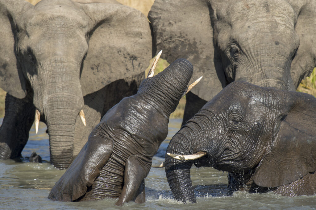 Elephants play in a pool to cool off in the mid day heat.