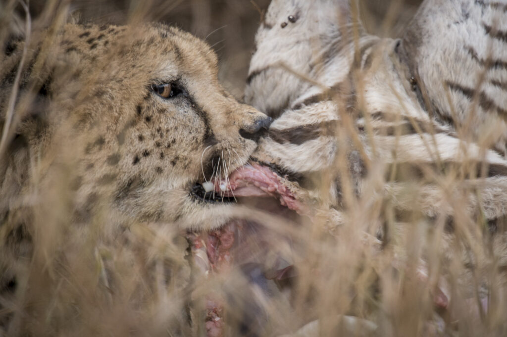 A cheetah feeds on a freshly killed zebra.