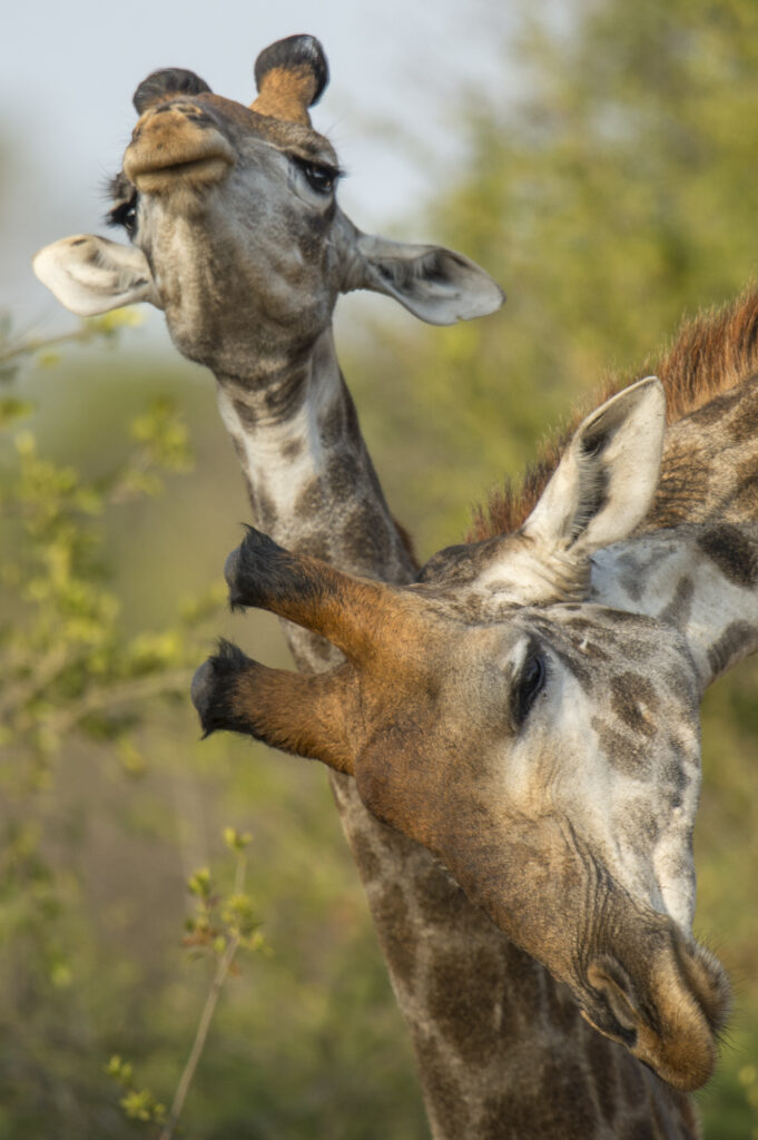 Male giraffes fight by swinging their long necks.