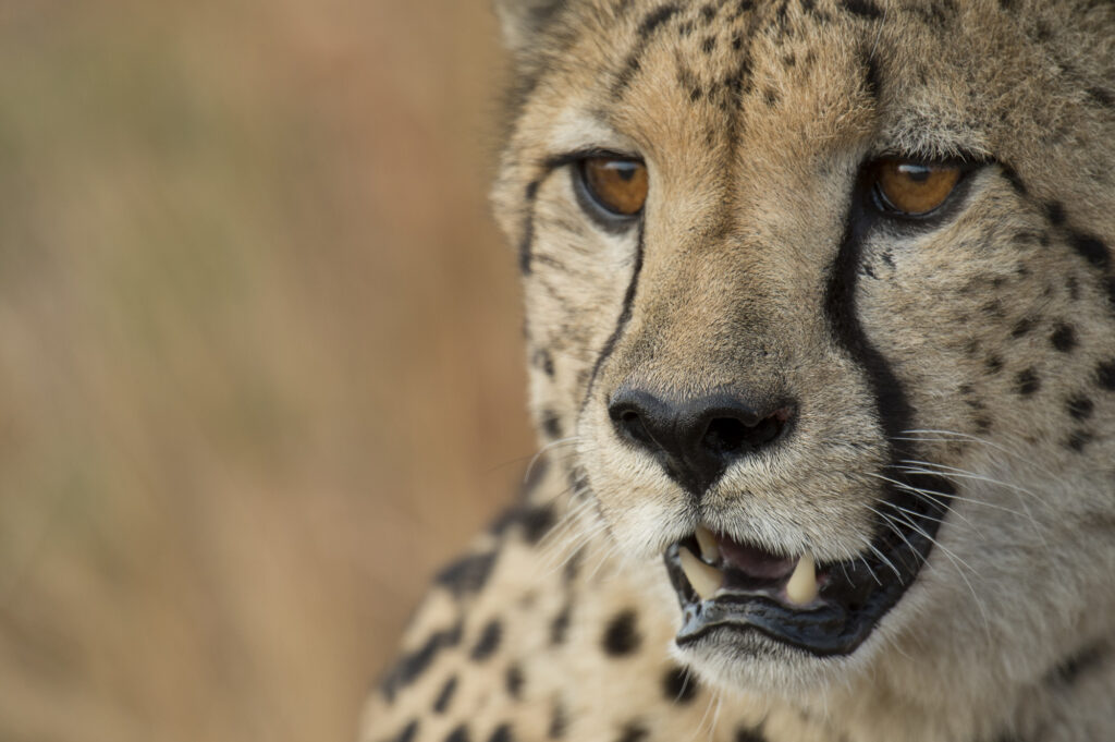 An adolescent cheetah.