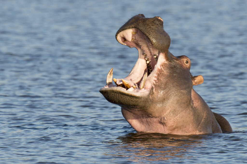 A hippo yawns in the river