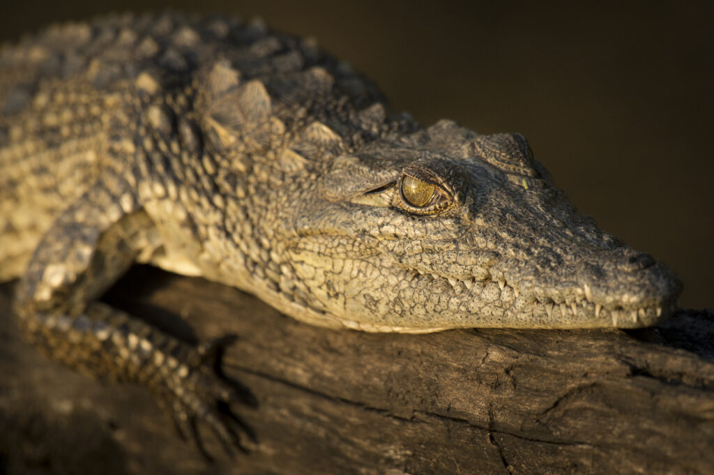 A young crocodile rests on a floating log.