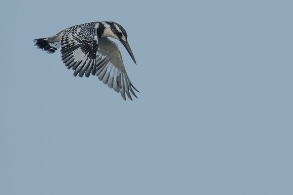 A kingfisher in flight.