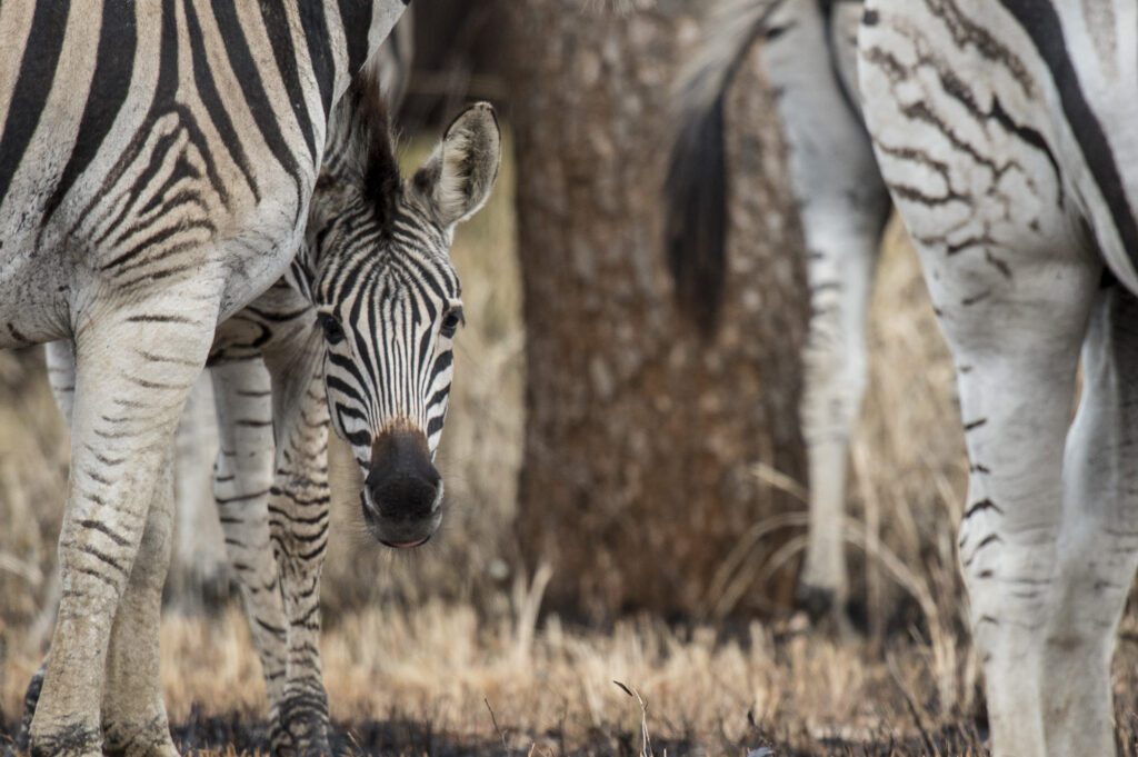A zebra fowl peeks out from behind it's mother's legs.
